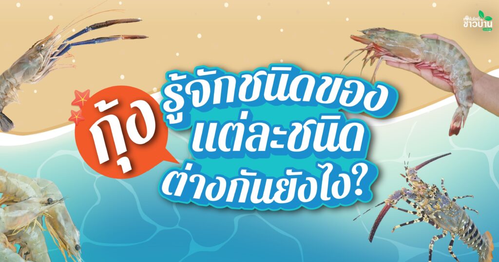 รู้จักชนิดของกุ้ง แต่ละชนิดแตกต่างกันยังไง