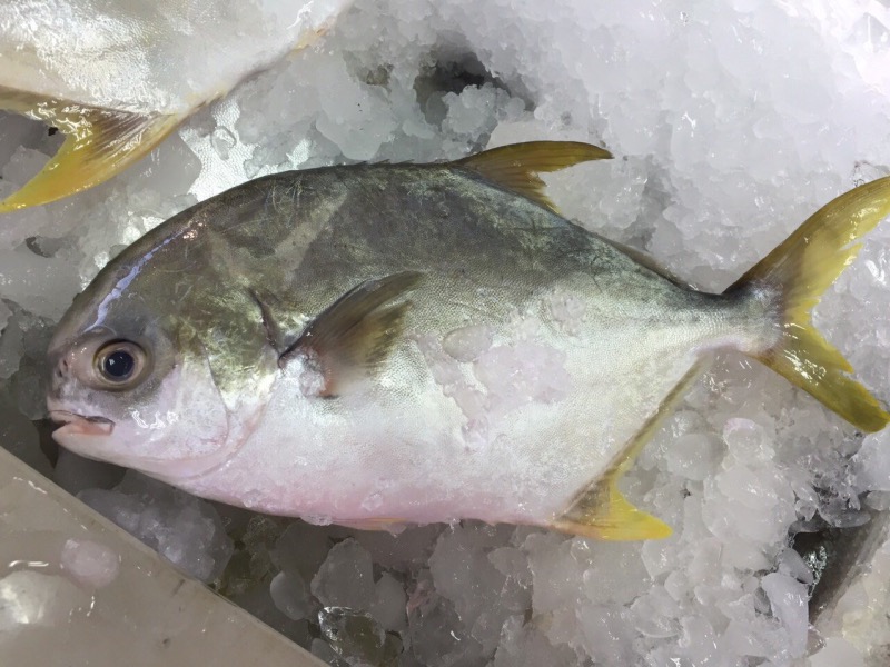 ปลาจาระเม็ด