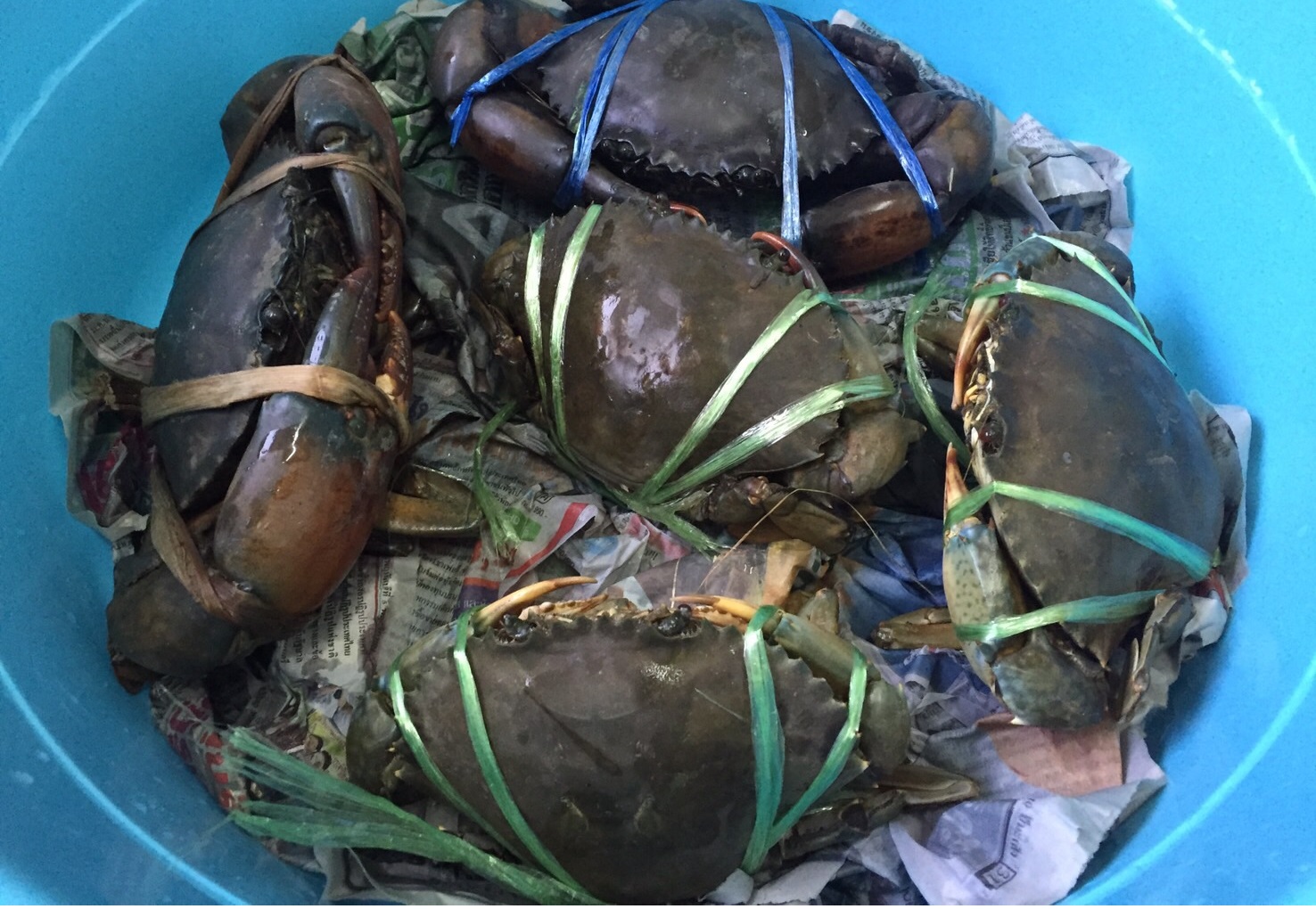 ปูเนื้อ